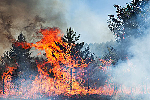 控制,燃烧,树林,阿尔冈金省立公园,安大略省,加拿大