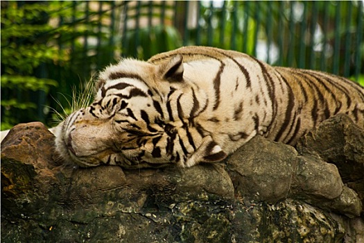 睡觉,虎
