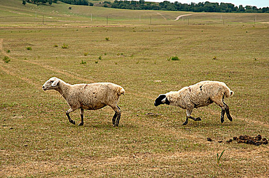 坝上草原羊群