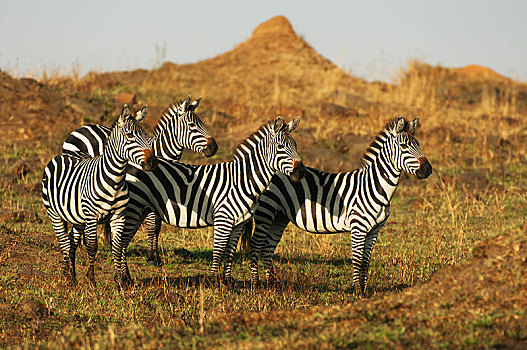 斑马,马,晚上,亮光,塞伦盖蒂,裂谷省,肯尼亚,非洲