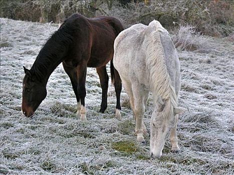 马,冰冻,草地