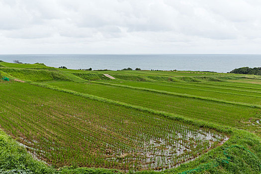 稻田