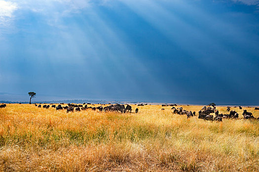 肯尼亚马赛马拉草原野生动物