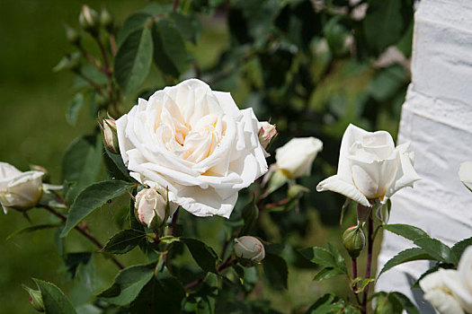 白色,藤蔓玫瑰