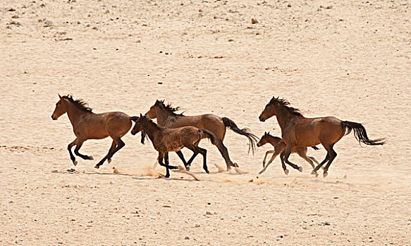 纳米比亚,跑,野马,纳米布沙漠