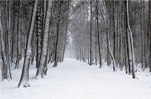 积雪,树干,冬天,小路