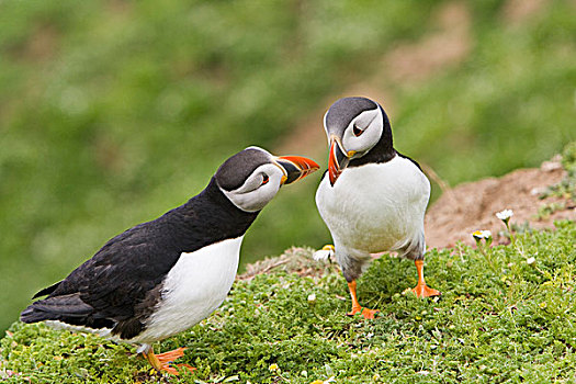 大西洋角嘴海雀,北极,两个,成年人,问候,饲养,季节,斯科莫岛,彭布鲁克郡,威尔士,英国,欧洲