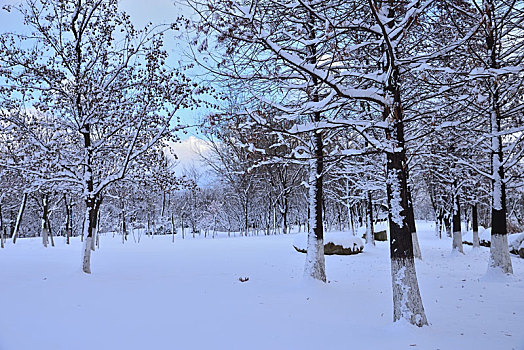 雪景