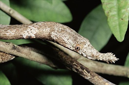 马达加斯加,蛇,雌性