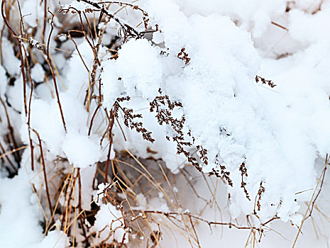 冬天,自然,碎片,干草,遮盖,雪
