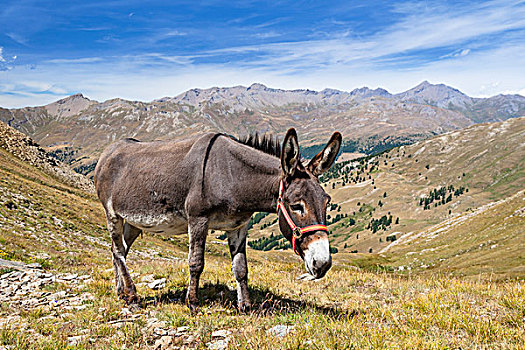 驴,阿尔卑斯山,法国
