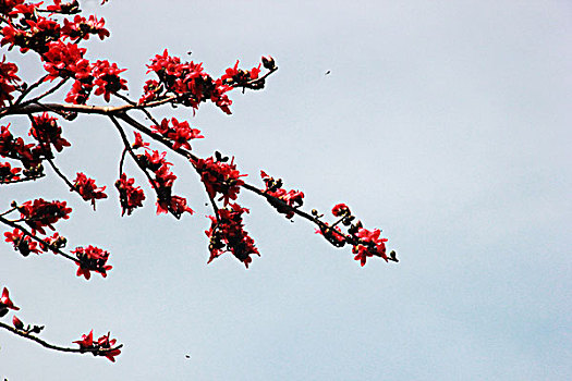 木棉花