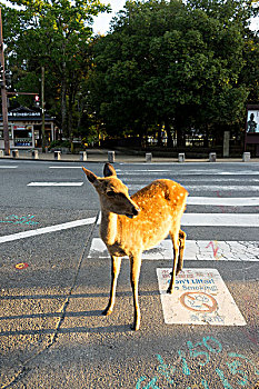 鹿,站立,靠近,道路