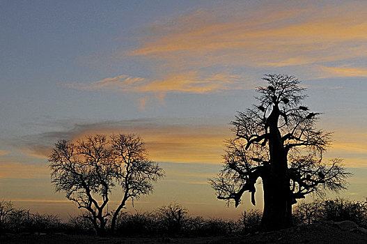 非洲,博茨瓦纳,猴面包树