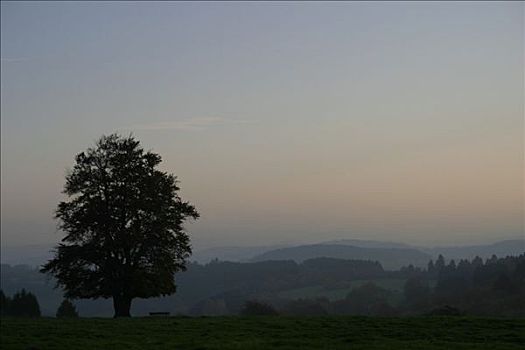 剪影,一个,山毛榉树,草地,黑森州,德国