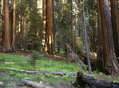 巨大,巨杉,树林,加利福尼亚,美国