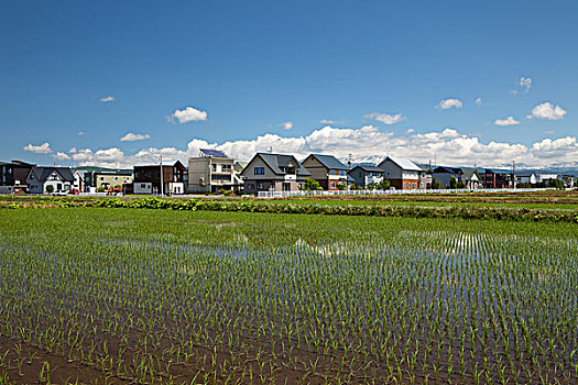 稻田,住宅区