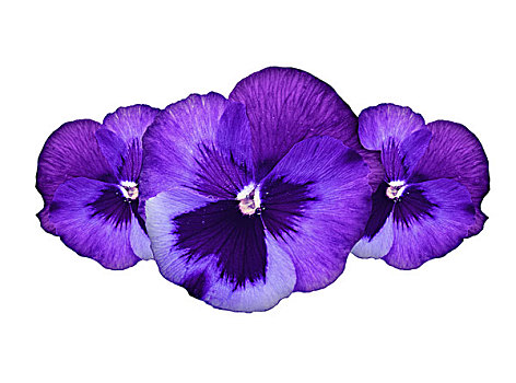 紫色,三色堇,花