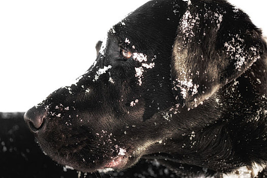 头部,头像,黑色拉布拉多犬,雪