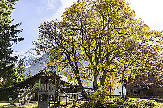 石头,木头,房子,树林,靠近,山,瑞士