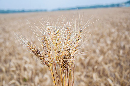 一把成熟的小麦麦穗