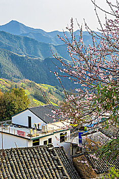 油菜花开