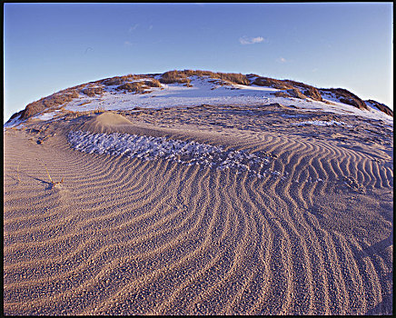 沙丘,靠近,冬天,埃德施泰茨,石勒苏益格,黑白花牛,德国