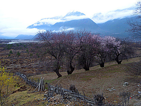 西藏,风光,建筑,花海,山沟,梨花,桃花,林芝,村庄