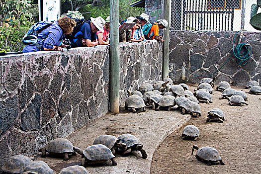 人,看,幼小,龟,岛屿,加拉帕戈斯群岛
