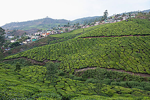 茶园,城镇,背景,喀拉拉,印度
