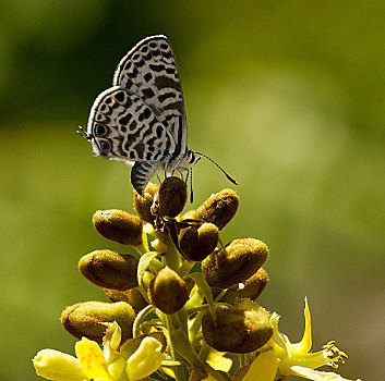 短尾蓝蝶,花,塞舌尔