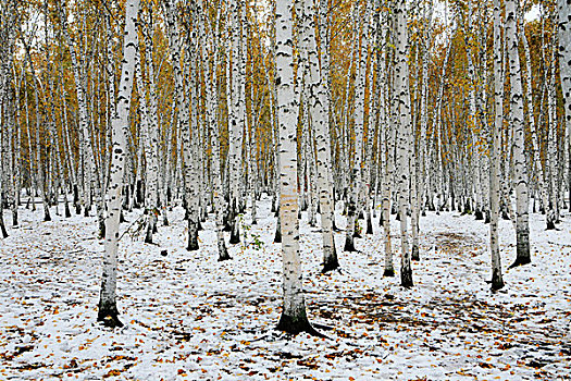 冰冻,树,冬日树林