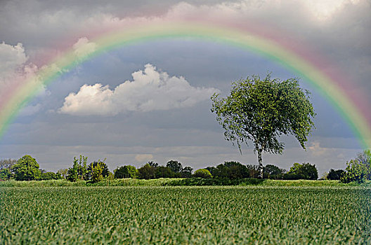 桦树,彩虹,石荷州,德国,欧洲