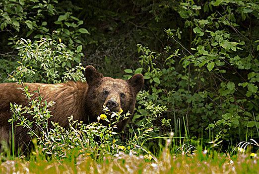 黑熊,美洲黑熊,国家公园,萨斯喀彻温,加拿大