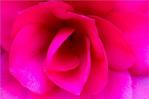 粉红玫瑰,花