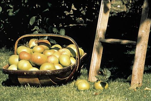 篮子,苹果,果园