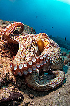 常见章鱼,真蛸,富埃特文图拉岛,加纳利群岛,水下