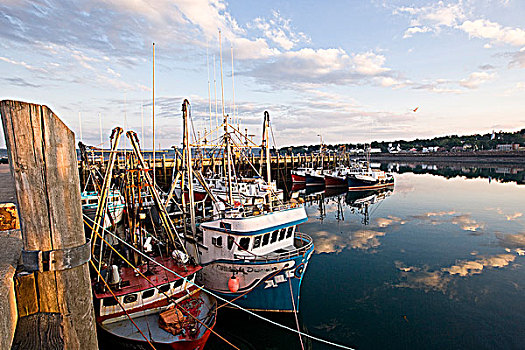 扇贝,船队,渔人码头,一个,北方,收割机,新斯科舍省,加拿大