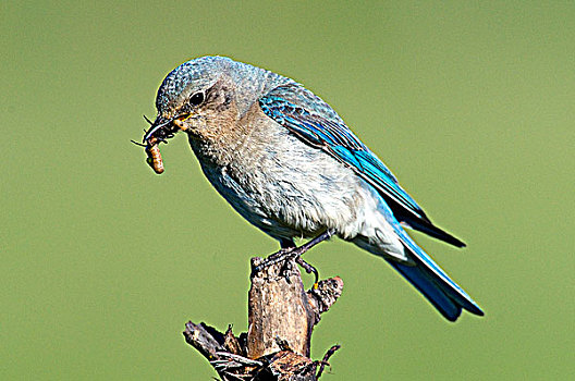 雌性,山,蓝知更鸟,路边,鸟窝,盒子,南方,奥克纳根谷,不列颠哥伦比亚省