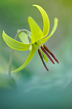 黄色,鲑鱼,百合