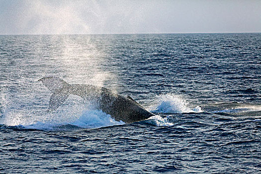 驼背鲸,大翅鲸属,鲸鱼,动作,击打,尾部,水上,表面,拍击,银,堤岸,保护区,大西洋,多米尼加共和国,北美