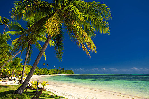 棕榈树,白色,沙滩,斐济