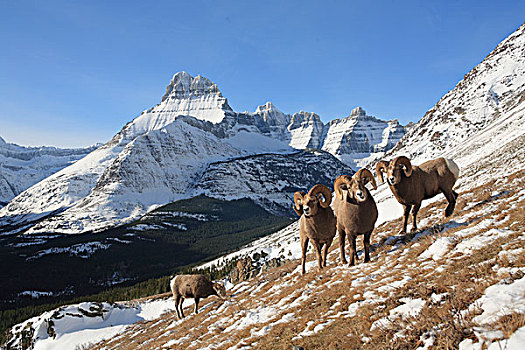 大角羊,高山,冰川国家公园,蒙大拿