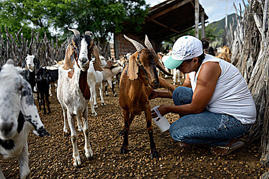 女人,挤奶,山羊,巴伊亚,巴西,南美