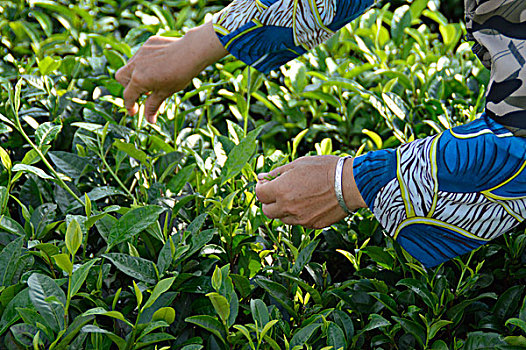 海南白沙绿茶采茶的茶农