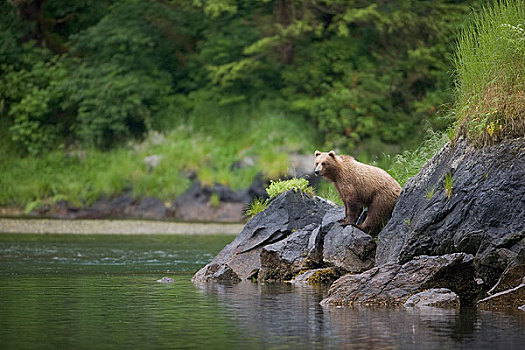 棕熊,三文鱼,河流,靠近,威廉王子湾,楚加奇山,楚加奇国家森林,阿拉斯加,夏天