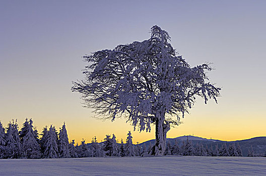冬季风景,树,雪,清晨
