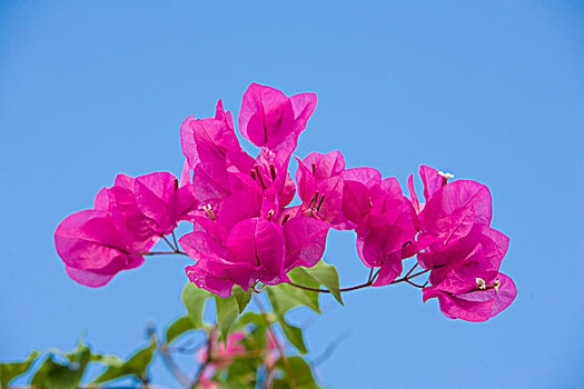 粉花,蓝天,巴哈马