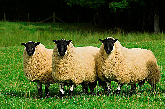 家羊,三个,站立,草场,英格兰,欧洲