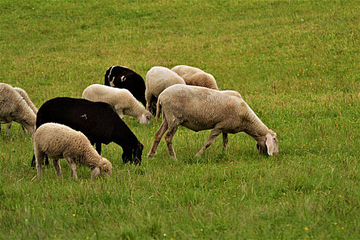 绵羊,草地,阿尔卑斯山